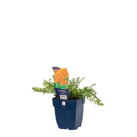 Duizendblad 'Terracotta'
