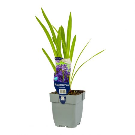 Kaapse lelie 'Pretty Heidy'