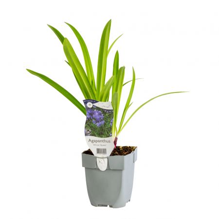 Kaapse Lelie 'African Queen'
