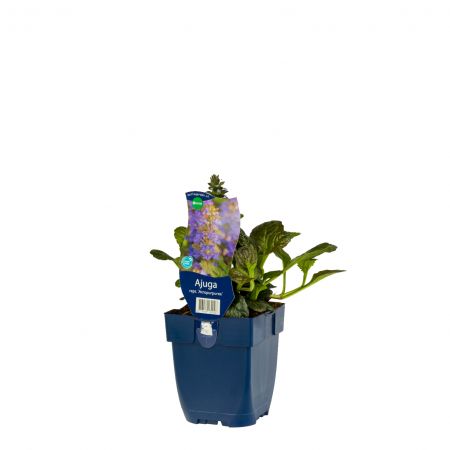 Kruipend zenegroen 'Atropurpurea'