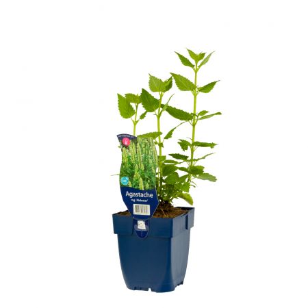 Anijsplant 'Alabaster'