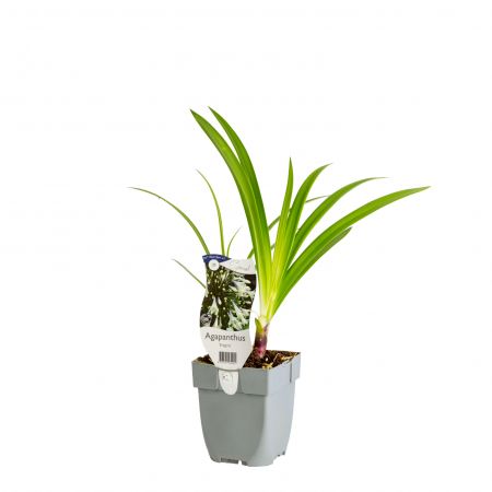 Afrikaanse Lelie 'Enigma'