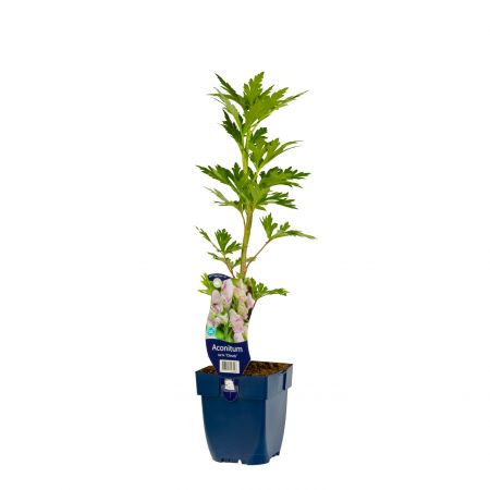 Monnikskap 'Cloudy'