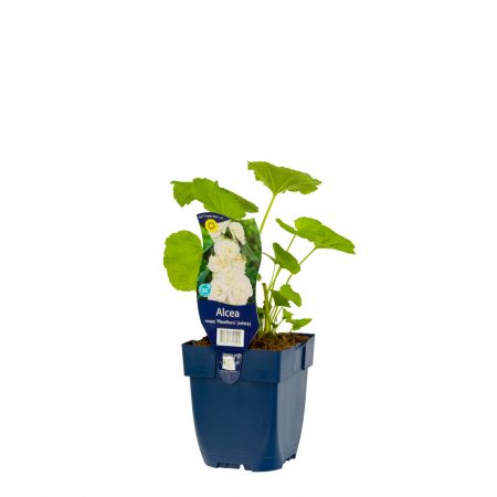 Stokroos 'Pleniflora' wit