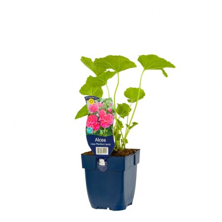 Stokroos 'Pleniflora' (pink)