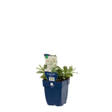 Siberische edelweiss