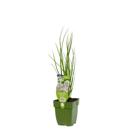 Knoflookbieslook