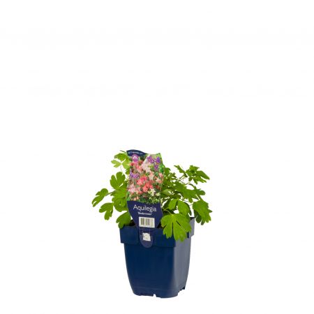 Akelei 'Biedermeier'