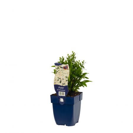 Herfstaster 'Schneekissen'