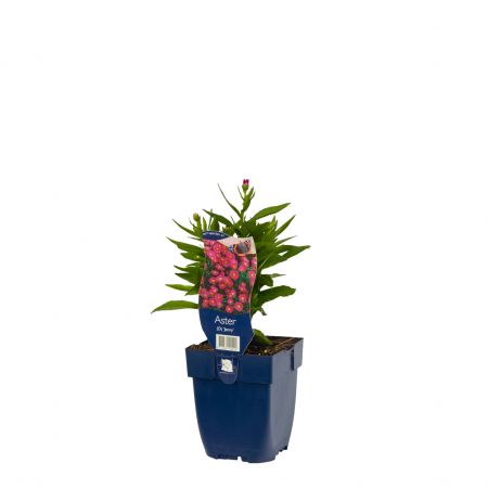 Herfstaster 'Jenny'