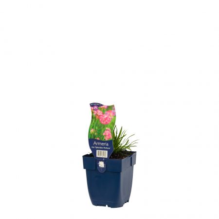 Engels gras 'Splendens Perfecta'