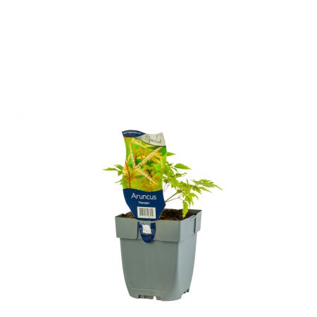 Geitebaard 'Horatio'