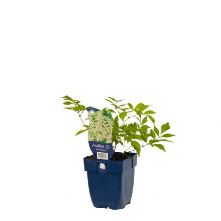 Pluimspirea 'Deutschland'