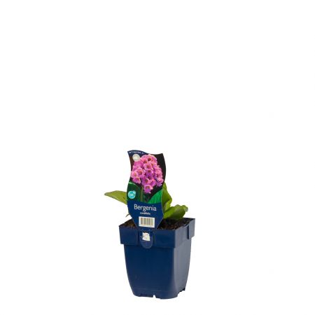 Schoenlappersplant
