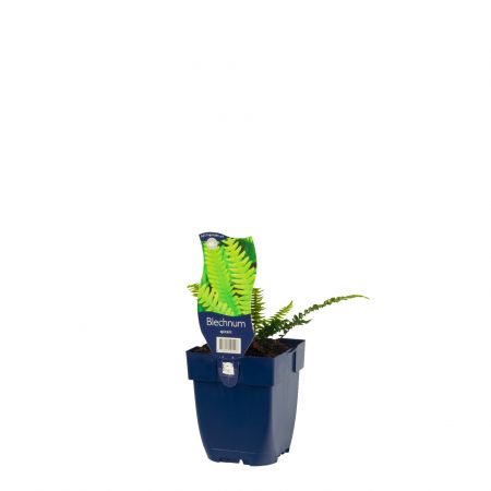 Dubbelloofvaren