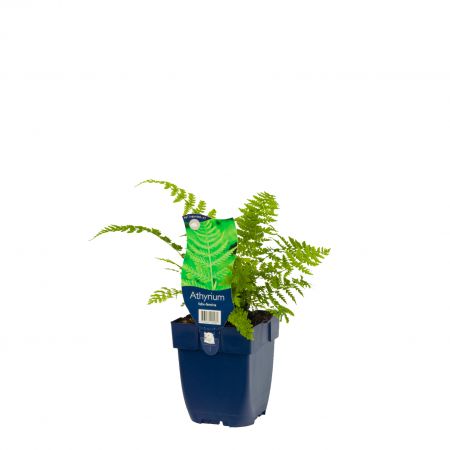 Wijfjesvaren