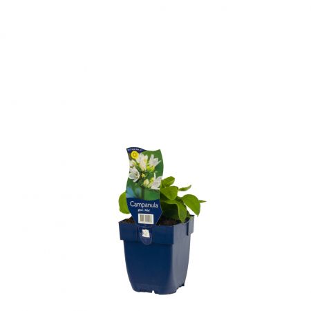 Kluwenklokje 'Alba'