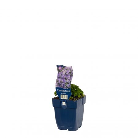 Klokjesbloem