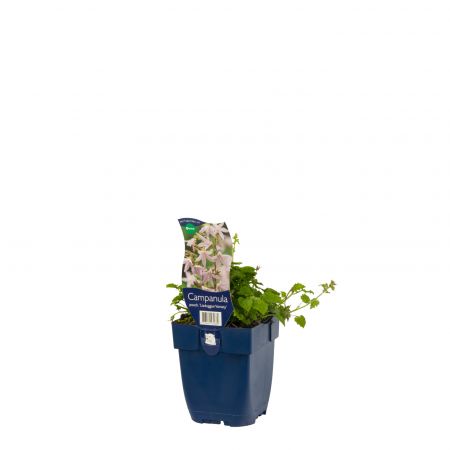 Klokjesbloem 'Lisduggan Var.'