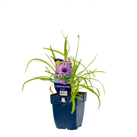 Blauwe strobloem