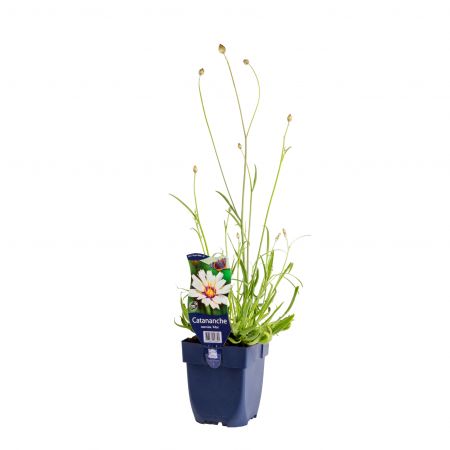Catananche caerulea 'Alba'