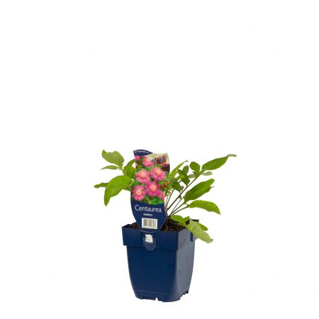 Korenbloem
