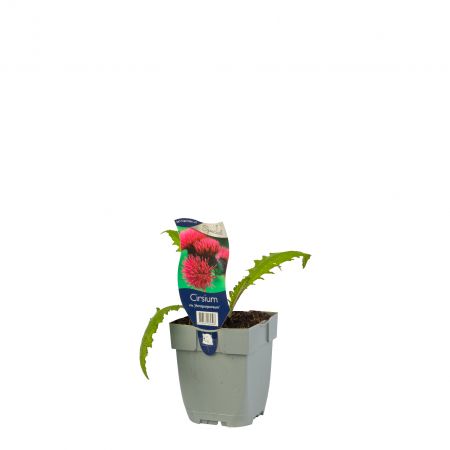 Vederdistel