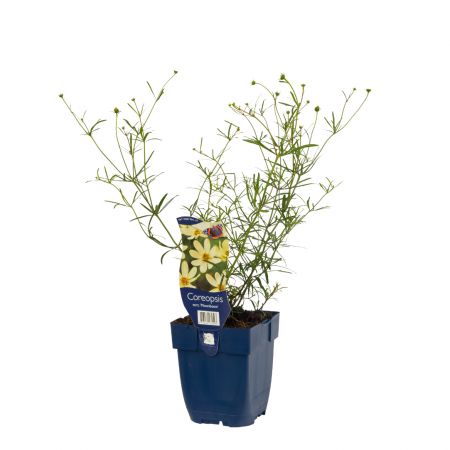 Meisjesogen 'Moonbeam'