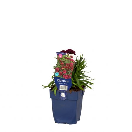 Dianthus Sunflor Paseo