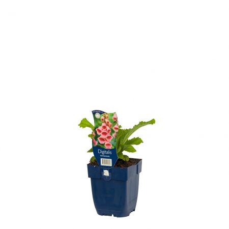 Vingerhoedjeskruid 'Mertonensis'