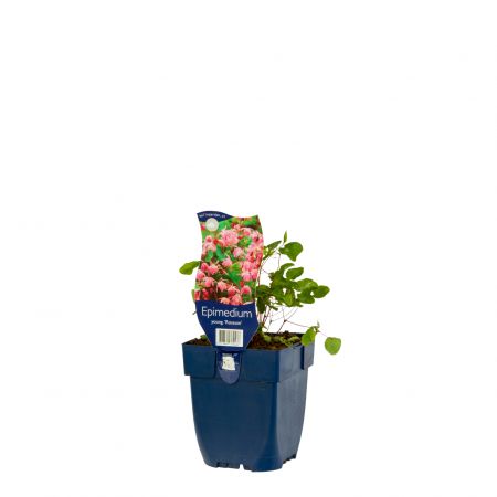 Elfenbloem 'Roseum'