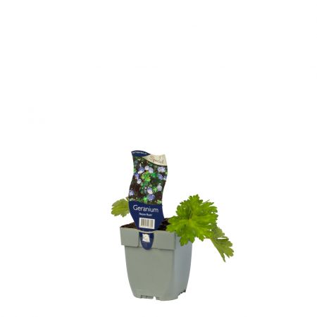 Ooievaarsbek