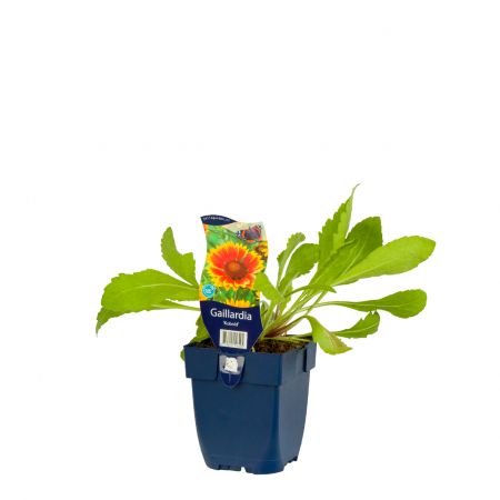 Kokardebloem