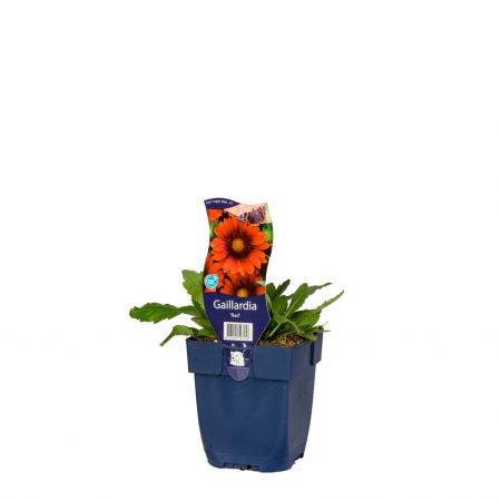 Kokardebloem