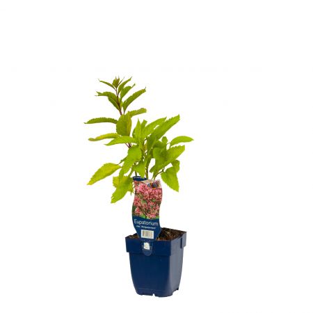 Koninginnekruid 'Atropurpureum'