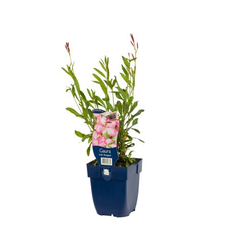 Prachtkaars 'Rosyjane'
