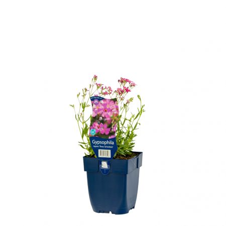 Kruipend gipskruid 'Rosa Schönheit'