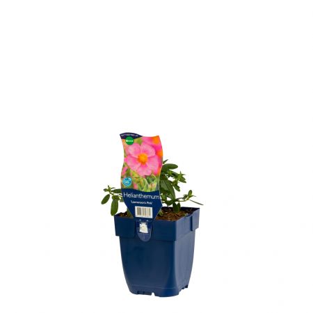 Zonneroosje 'Lawrenson's Pink'