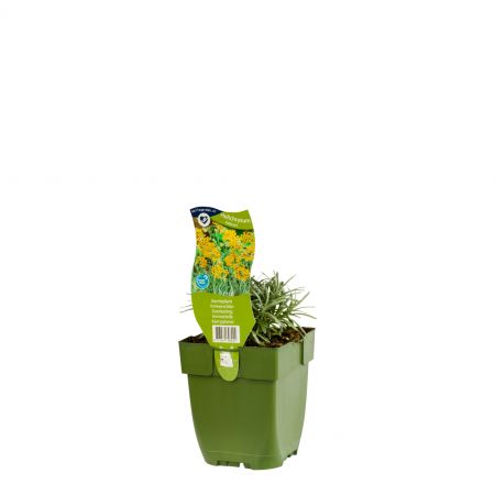 Kerrieplant