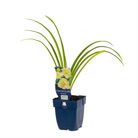 Daglelie