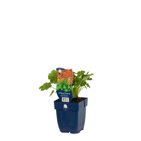 Purperklokje 'Splendens'