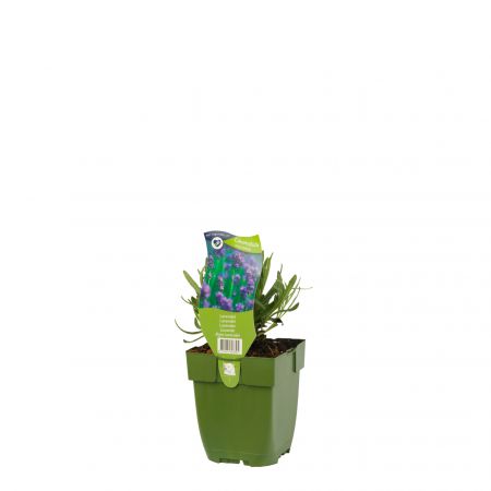 Lavendel