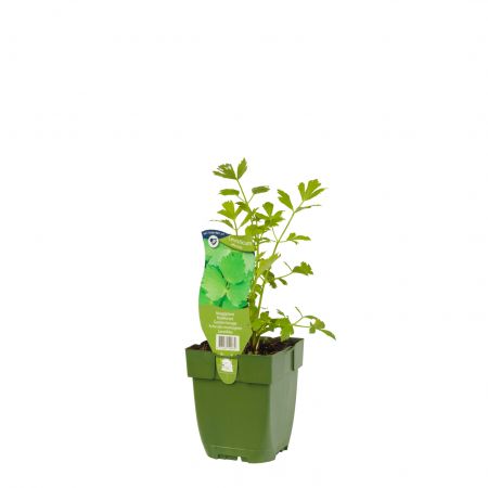 Maggiplant