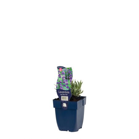 Lavendel