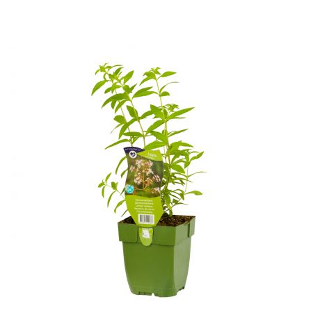 Citroenverbena