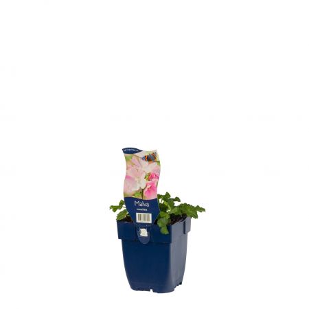 Muskuskaasjeskruid