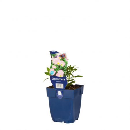 Teunisbloem