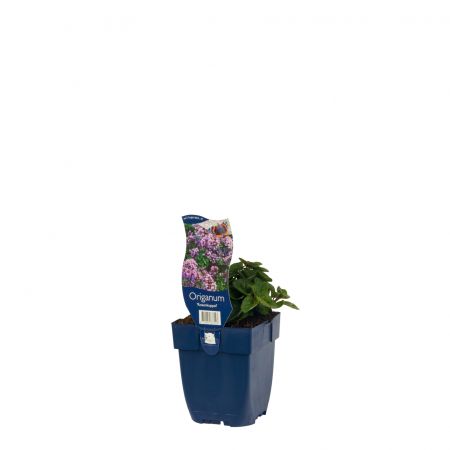 Marjolein