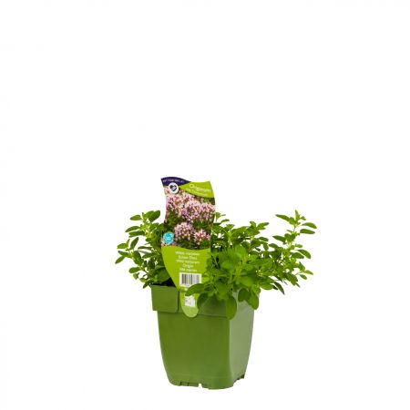 Wilde marjolein