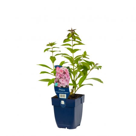 Vlambloem
